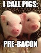 Image result for pigs memes
