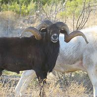 Image result for Different Types of Rams in Texas