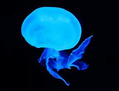 Image result for Samsung Note 10 Aura Glow