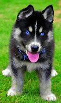 Image result for Alaskan Husky with Blue Eyes