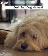 Image result for Sad Dog Meme Phone