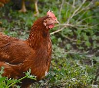 Image result for Different Kinds of Laying Hens