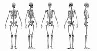 Image result for Real Human Skeleton
