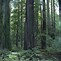 Image result for Redwood Forest Desktop Wallpaper