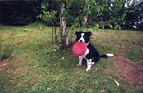 Image result for Pet Toy Ball