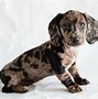 Image result for Silver Dapple Dachshund Adult