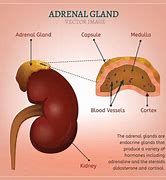 Image result for adrenal