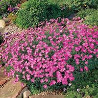 Image result for Dianthus gratianopolitanus Neon Star ®