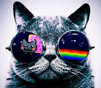 Image result for Cool Cat PC Wallpapers