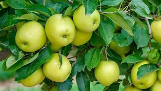 Image result for Golden Apple Tree Wallpaper