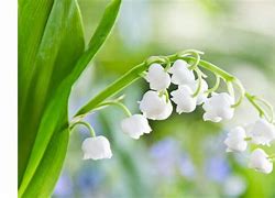 Image result for Spring Flowers with White Background