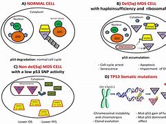 Image result for TP53 in MDS