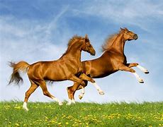 Image result for Horse Desktop Background
