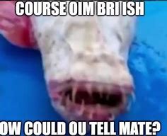 Image result for British Dental Care Meme Roblox