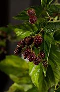 Image result for Rubus Thornfree