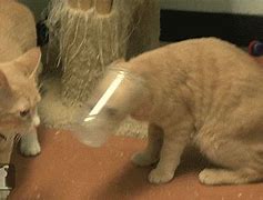 Image result for Funny Animated Cats