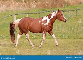 Image result for paint horse mare