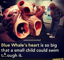 Image result for Whale Memes Cute