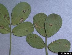 Image result for Phyllosticta Citricarpa