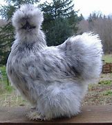 Image result for Poule Soyeuse
