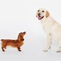 Image result for Big and Little Dogs