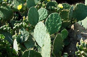 Image result for Small Forest Cactus