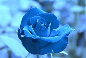 Image result for A Beautiful Flower