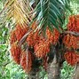 Image result for Apalm Trees Fruit