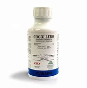 Image result for cogollero