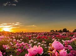 Image result for Flower Field Wallpaper 4K