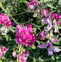 Image result for Types of Sweet Pea Flower