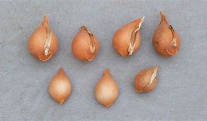 Image result for Flower bulbs & seeds