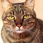 Image result for Orange Tabby Cat Types