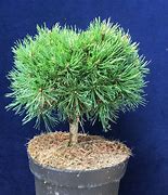 Image result for Pinus mugo Minimops