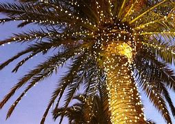 Image result for Lighted Christmas Palm Tree