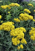 Image result for Achillea Moonshine