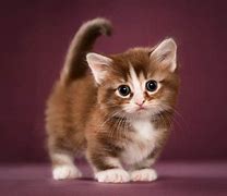 Image result for Munchkin Cat Pics