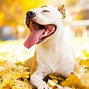 Image result for Friendliest Small Dog Breeds