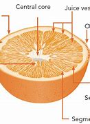 Image result for Orange Fruit Inside a Papery Pod