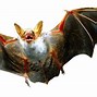 Image result for High Quality Bat Photo