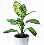Image result for Low Light housePlants