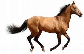 Image result for Brown Horse No Backgroundy