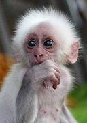 Image result for Funny Babies and Animals