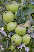 Image result for Yellow Delicious Apple