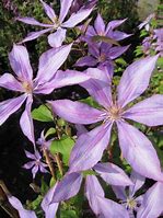 Image result for Clematis Dorothy Walton