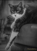 Image result for Lounge Cat Pose
