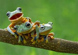 Image result for Nature Frogs