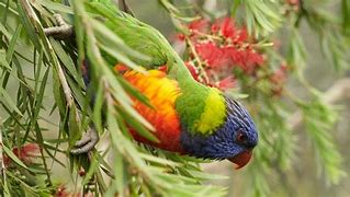 Image result for Aussie Bird Tally