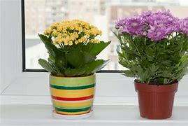 Image result for Mac Indoor Flower