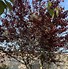 Image result for Purple Plum Prunus Cerasifera